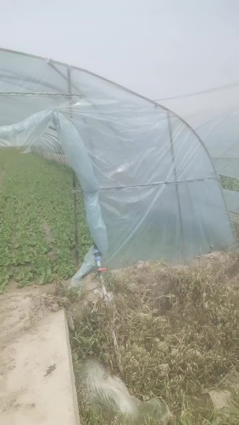 青菜毛白菜生菜油麦菜