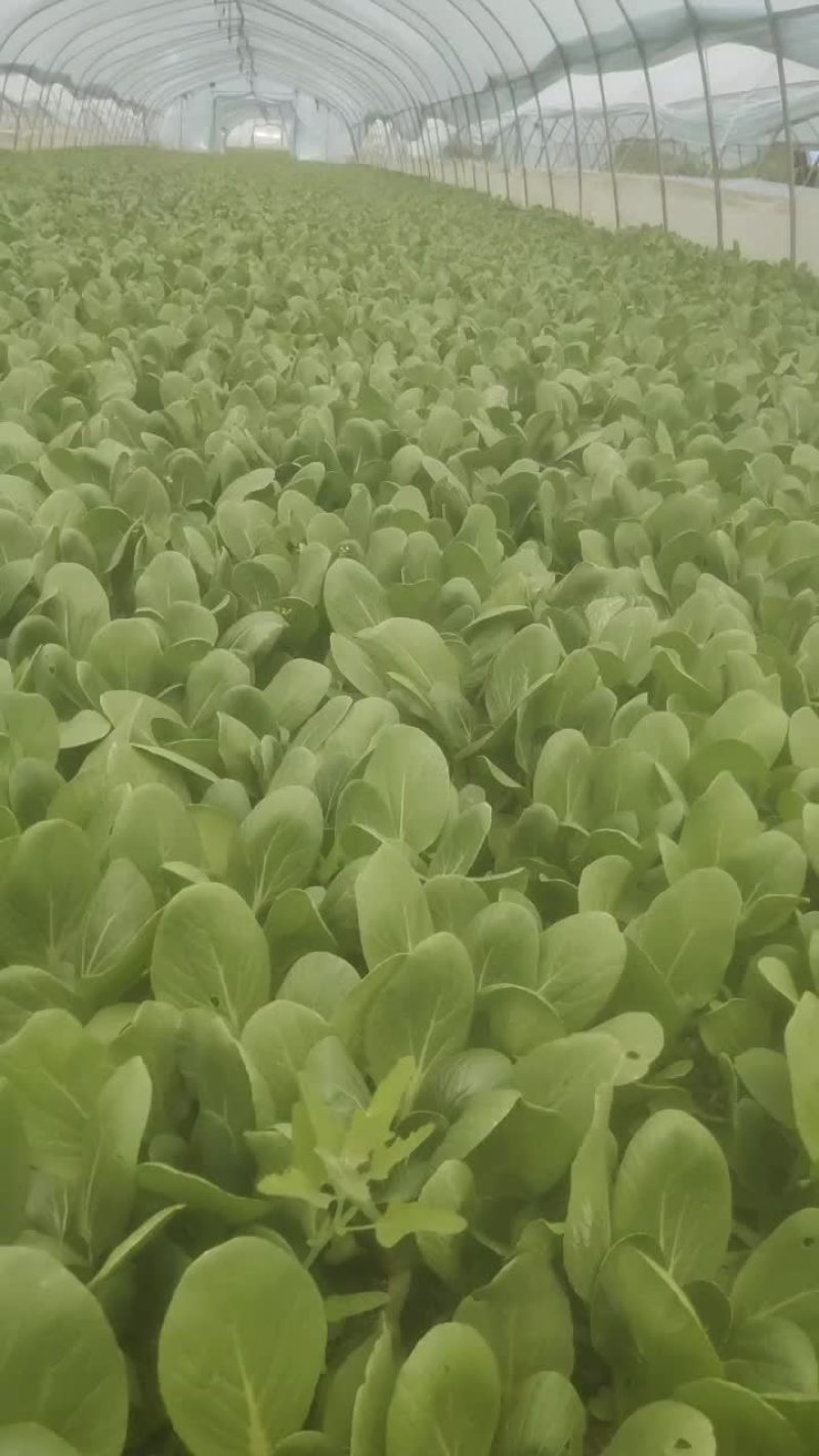 青菜毛白菜生菜油麦菜