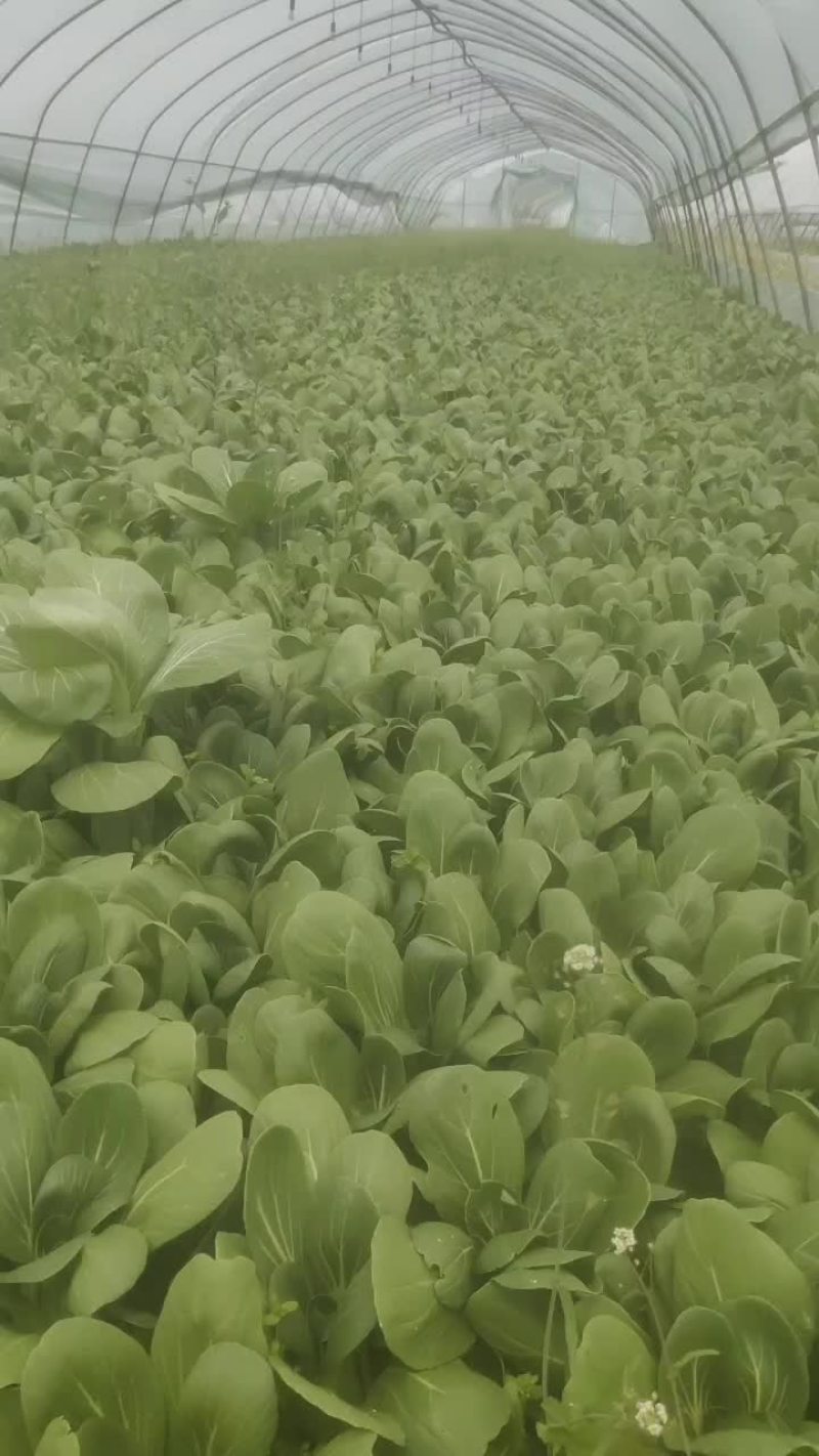 青菜毛白菜生菜油麦菜