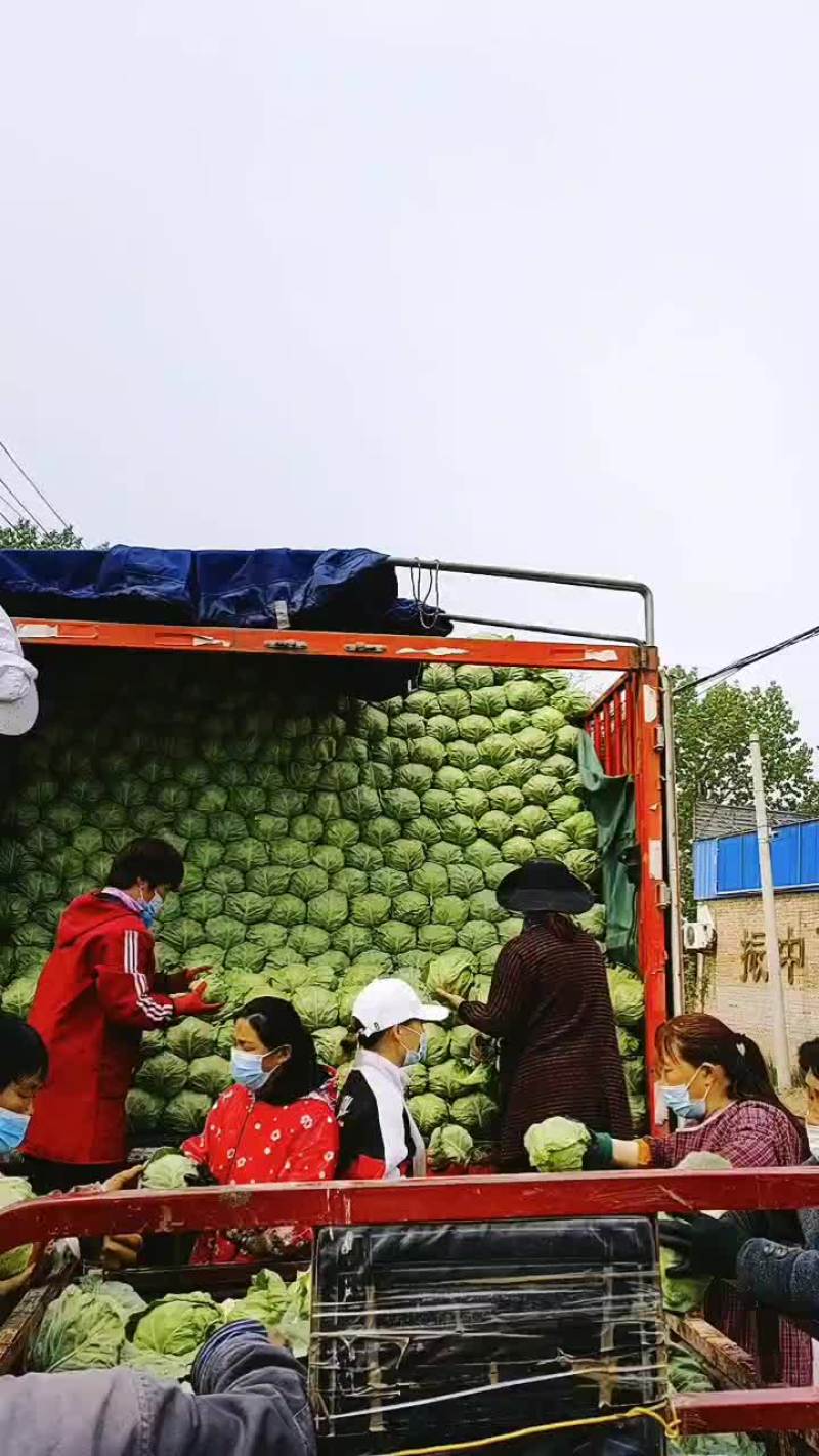 河北万亩甘蓝基地现已大量上市供应绿甘蓝松软绿甘蓝