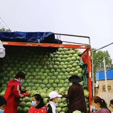 河北万亩甘蓝基地现已大量上市供应绿甘蓝松软绿甘蓝