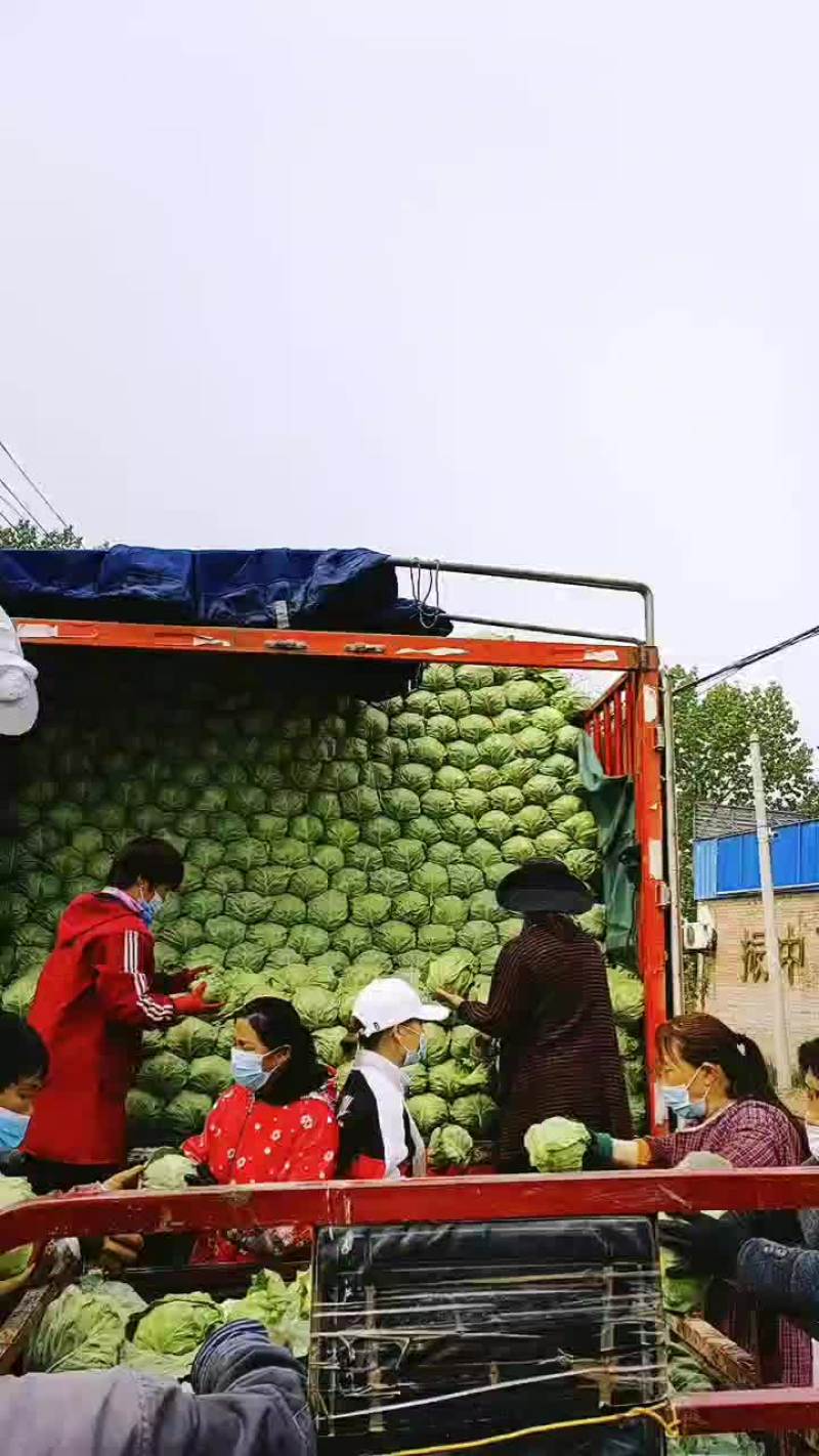 河北万亩甘蓝基地现已大量上市供应绿甘蓝松软绿甘蓝