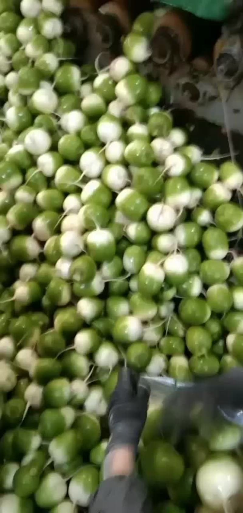 青罗卜