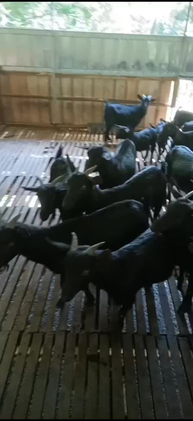 黑山羊