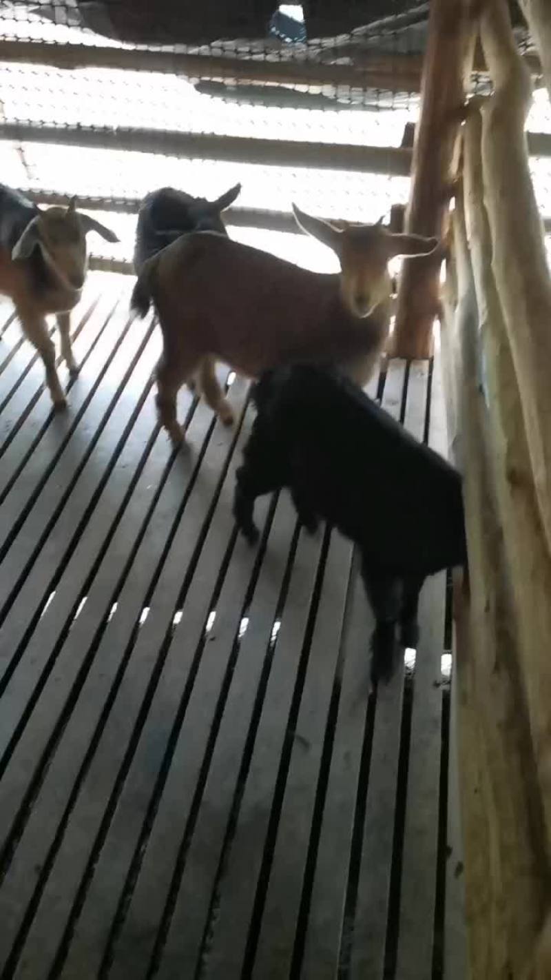 黑山羊