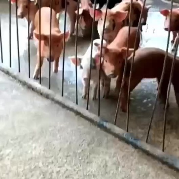 内三元猪苗！可送货上门！猪苗百方百健康