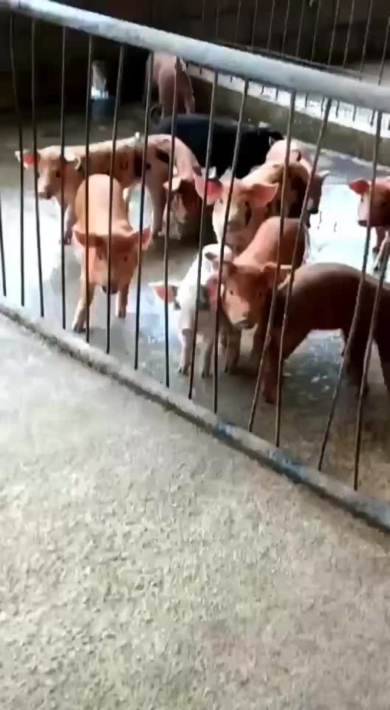 内三元猪苗！可送货上门！猪苗百方百健康