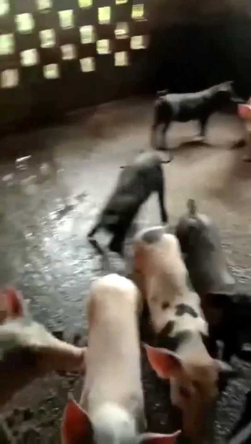 内三元猪苗！可送货上门！猪苗百方百健康