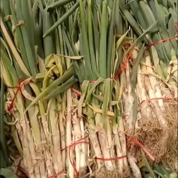 大葱有货