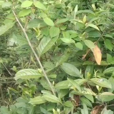 高山茶叶