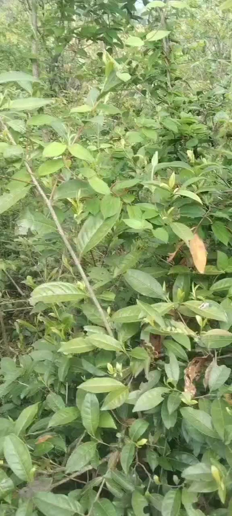 高山茶叶
