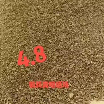 鹌鹑粪