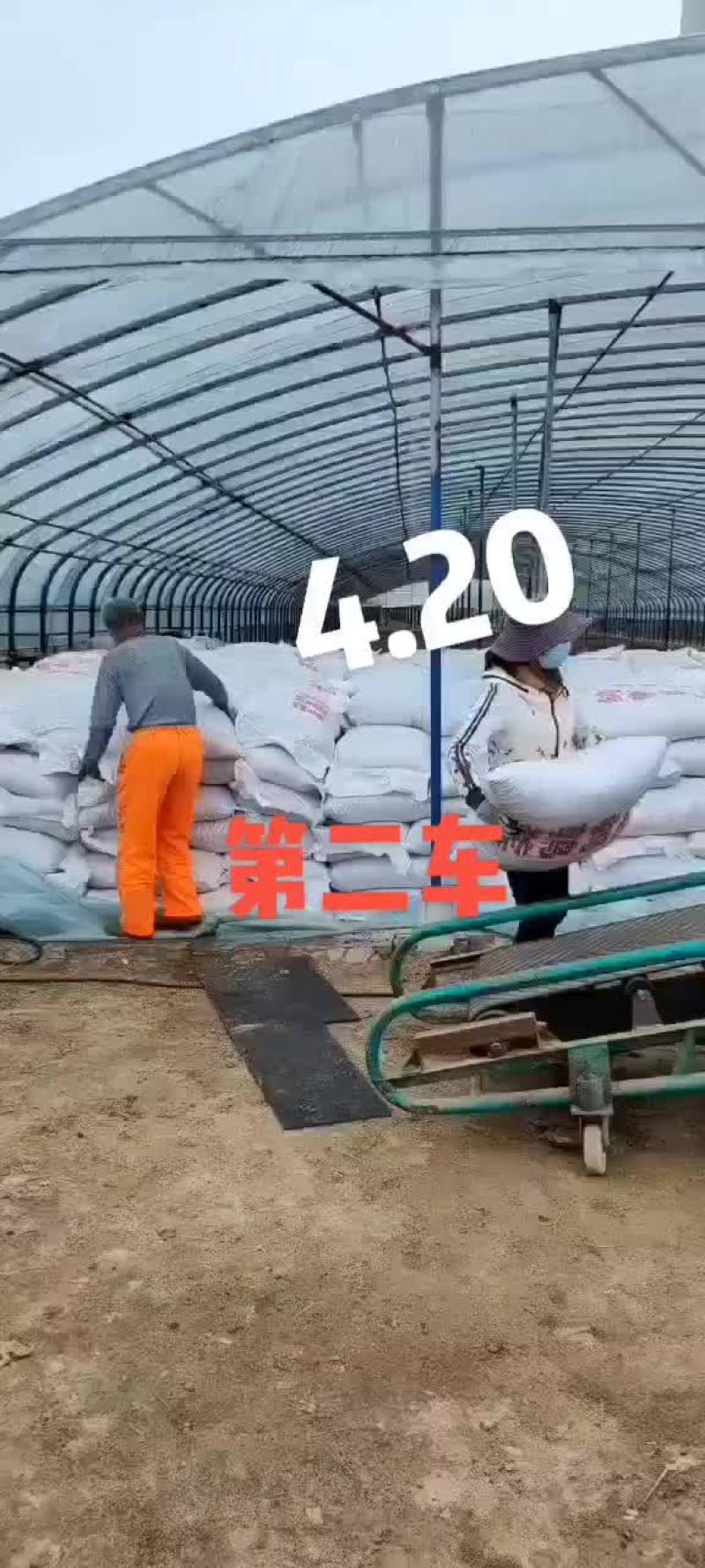 鹌鹑粪