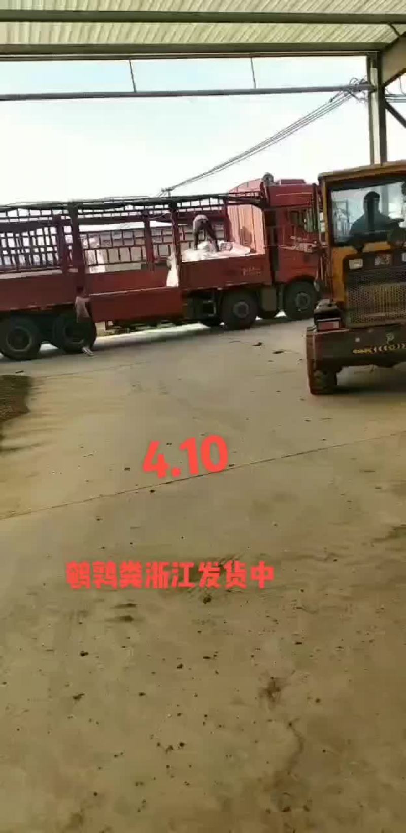鹌鹑粪