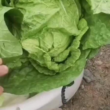 黄心白菜大量有货