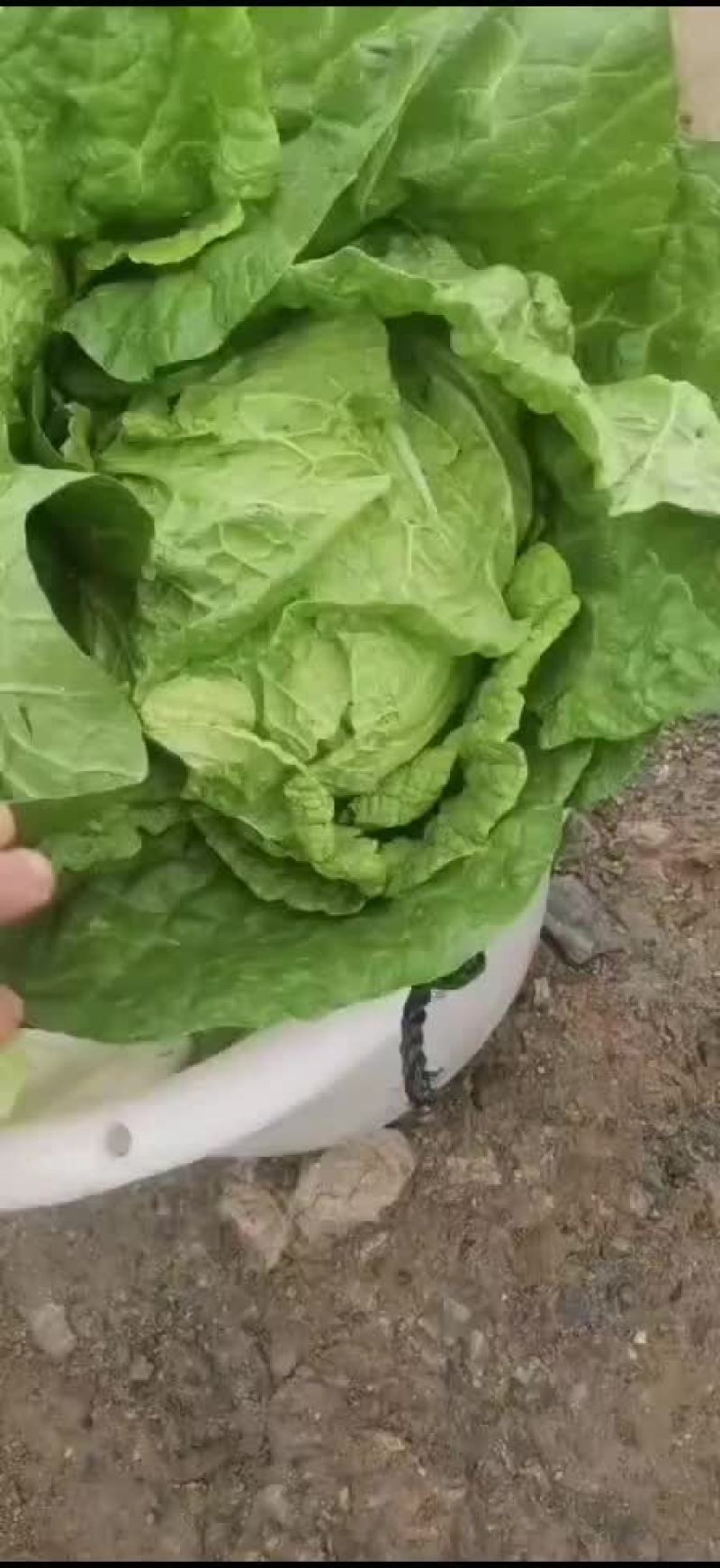 黄心白菜大量有货