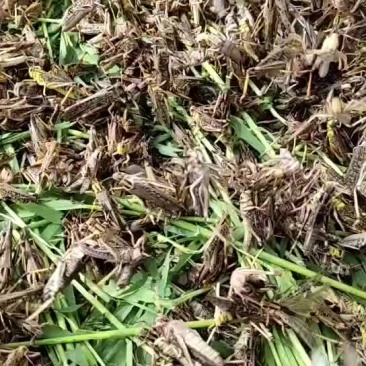 头茬蚂蚱