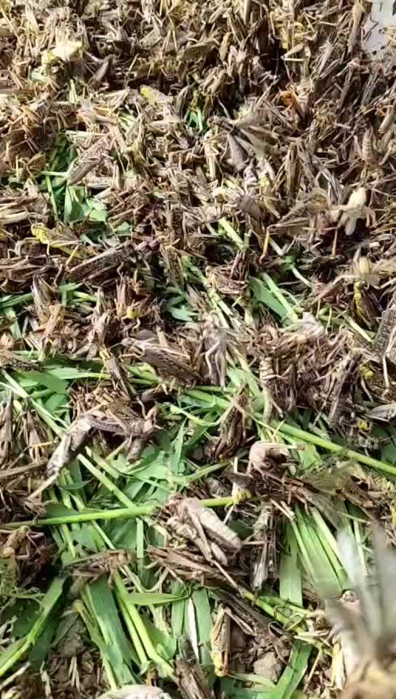 头茬蚂蚱