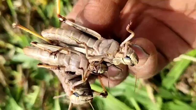 头茬蚂蚱