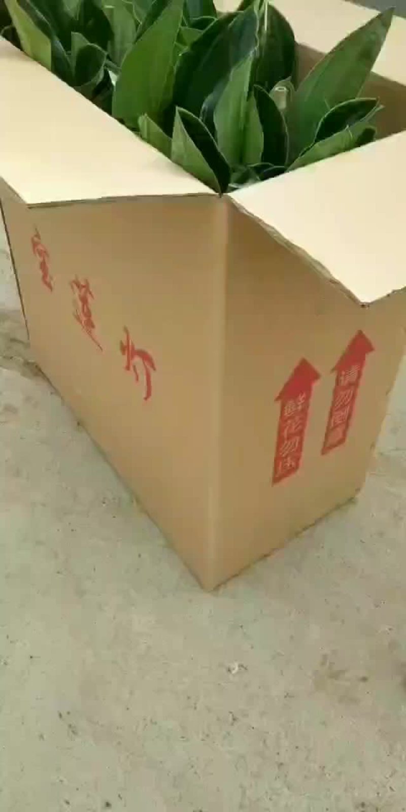 荷兰进口宝莲灯基地批发
