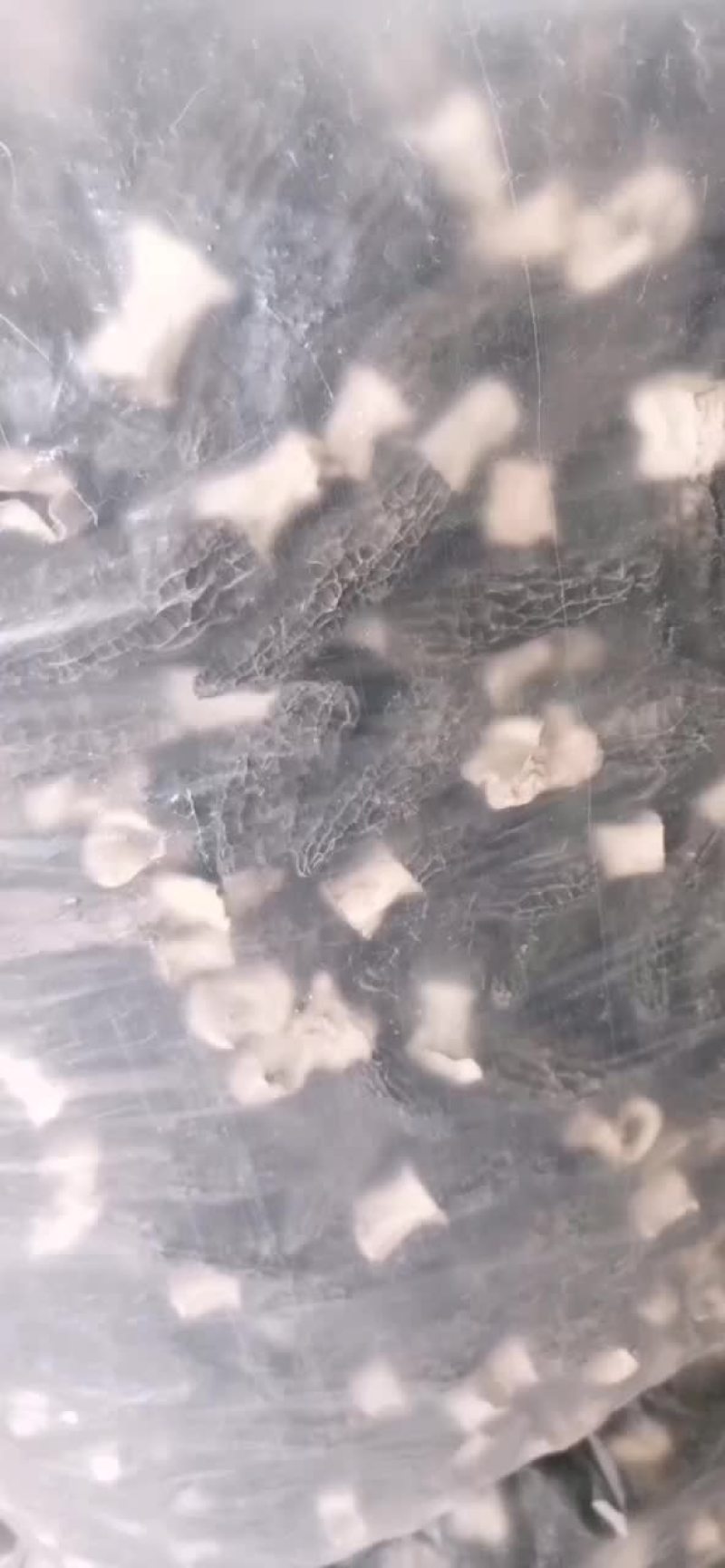 山东羊肚菌