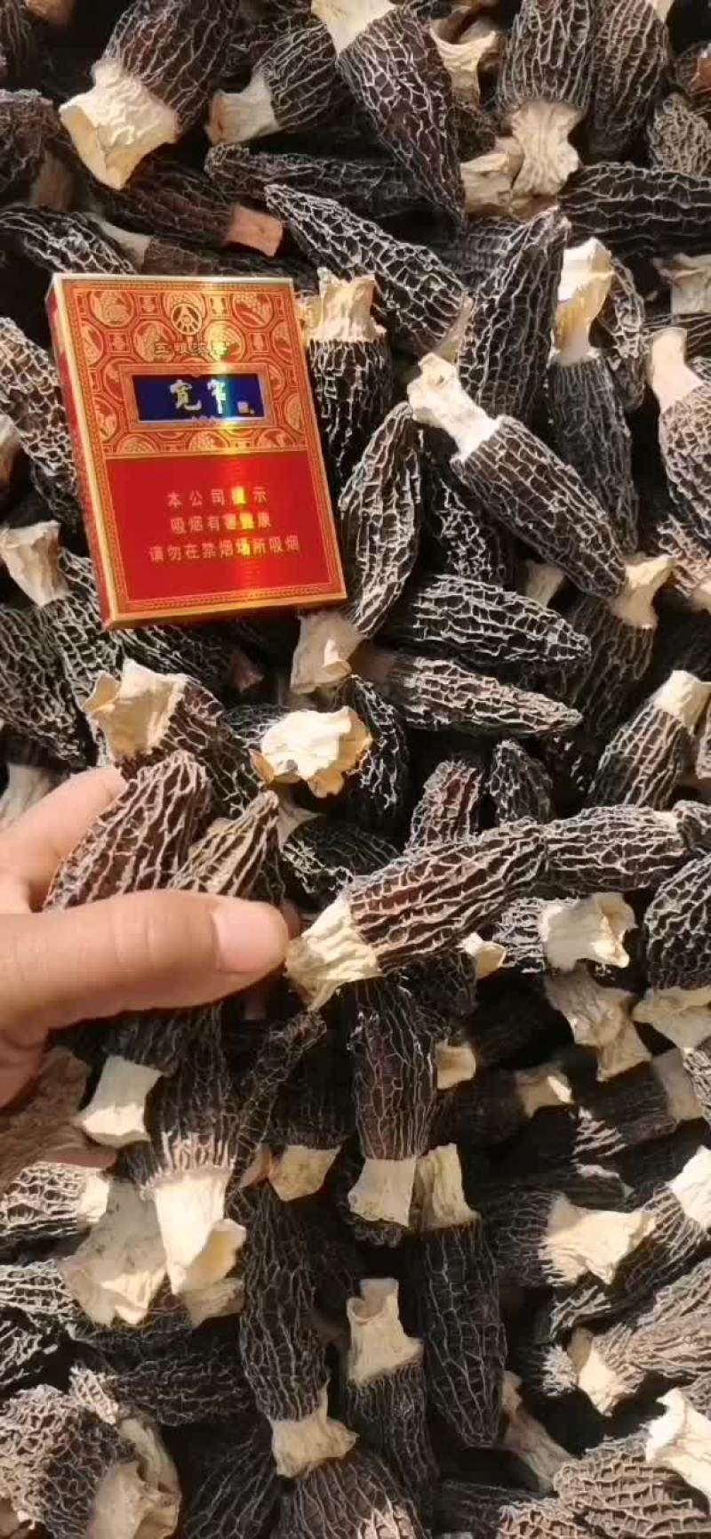 山东羊肚菌