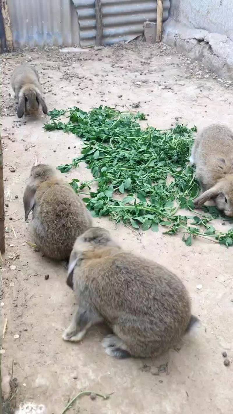 成年纯种公羊兔疫苗全部做完，喜欢的联系