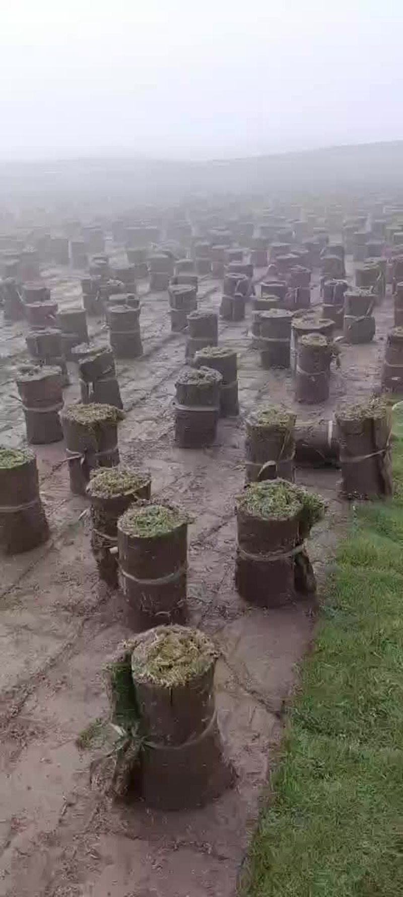 草坪草台湾草马尼拉草
