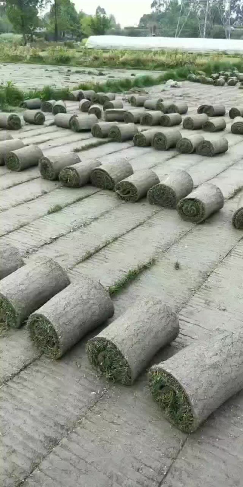草坪草台湾草马尼拉草