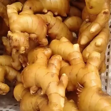 老姜产地批发价格美丽