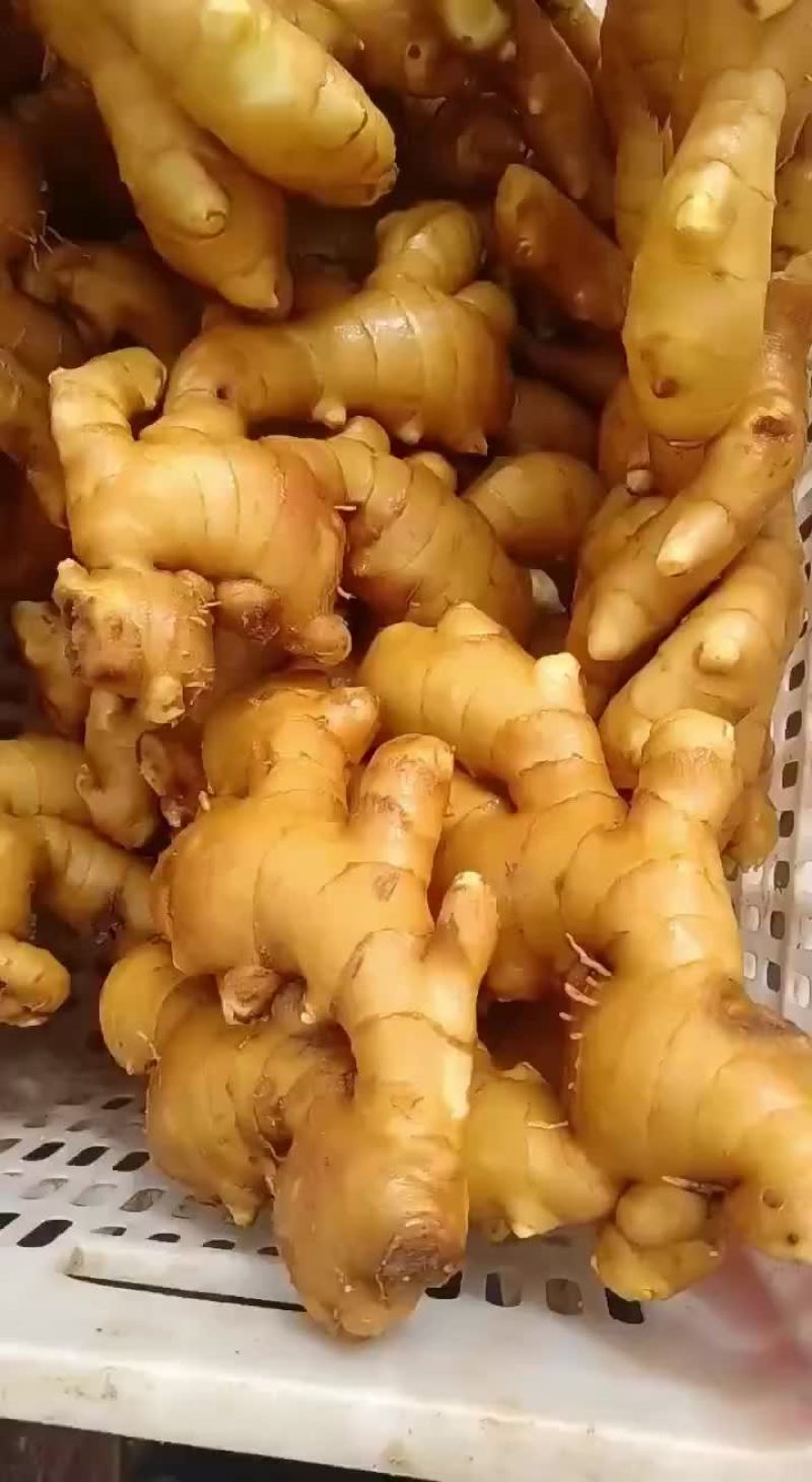 老姜产地批发价格美丽