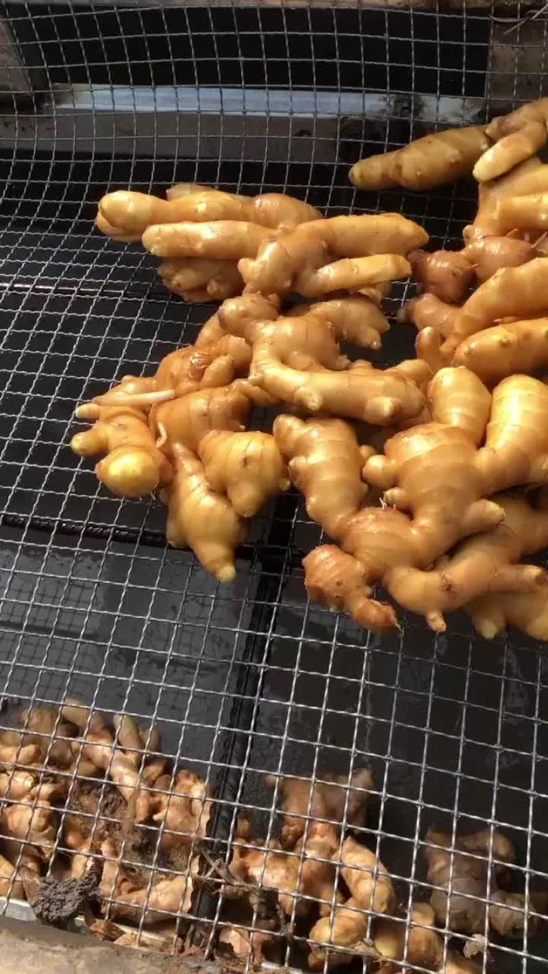 老姜产地批发价格美丽