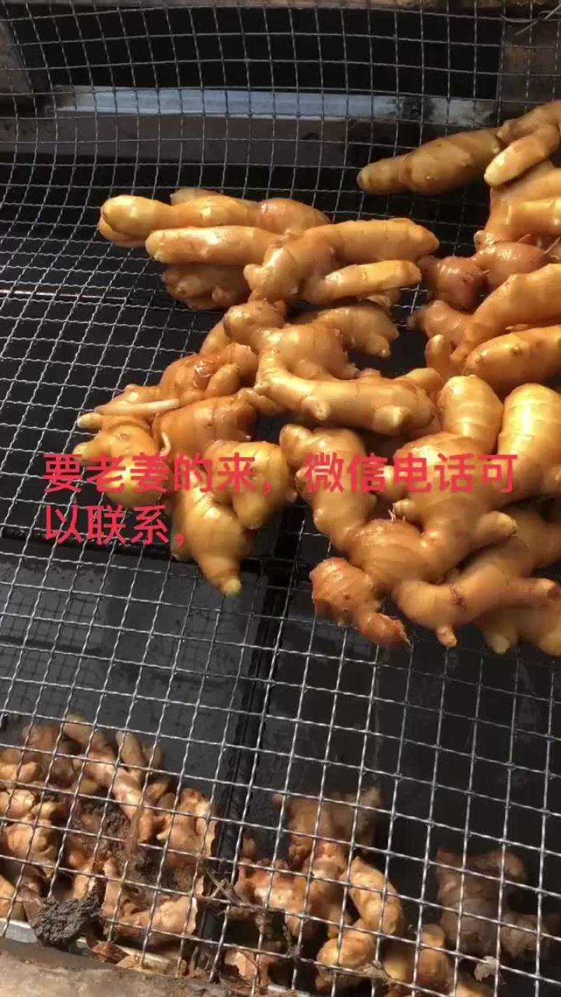 老姜产地批发价格美丽