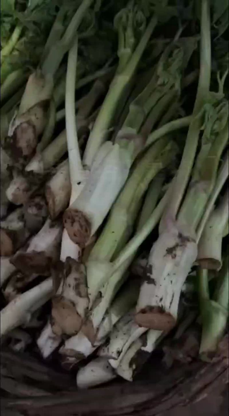苦龙芽