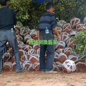 玳玳果苗欢欢喜喜出嫁啦！准备装车，整装待发！