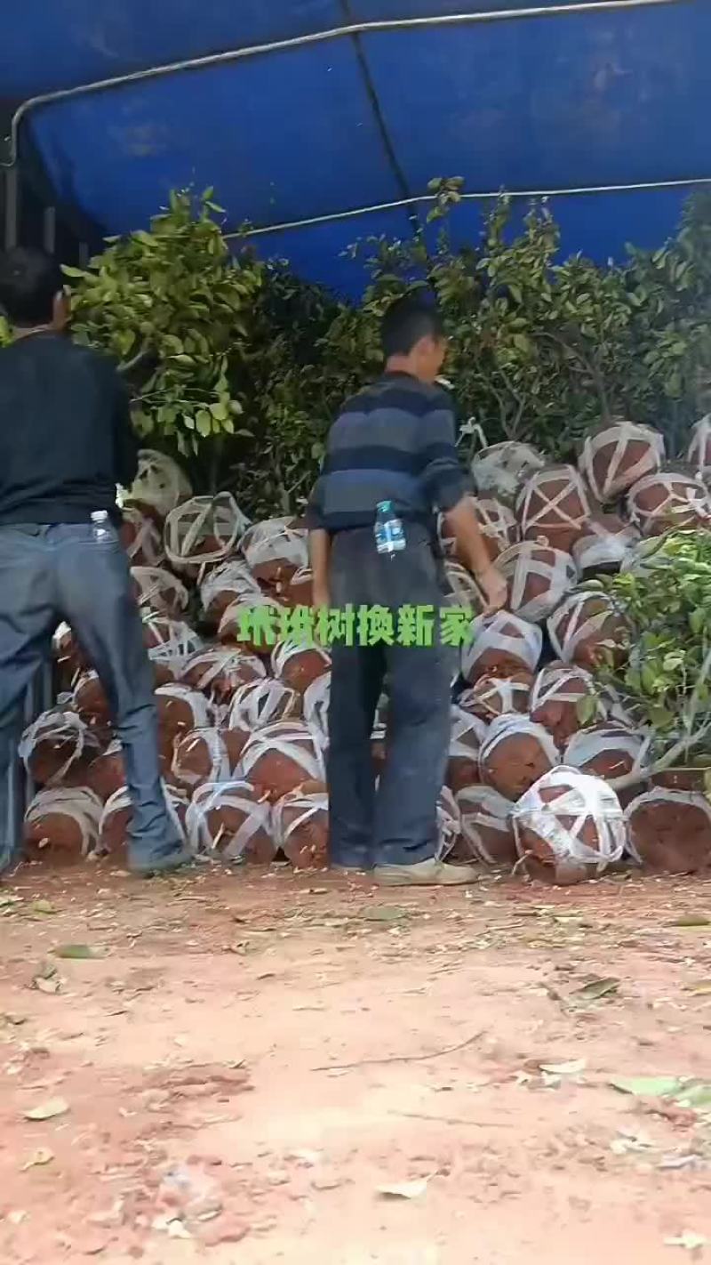 玳玳果苗欢欢喜喜出嫁啦！准备装车，整装待发！
