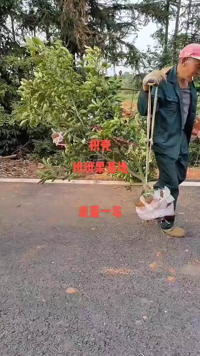 玳玳果苗欢欢喜喜出嫁啦！准备装车，整装待发！