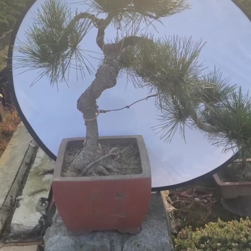 黑松盆景，各种造型和规格