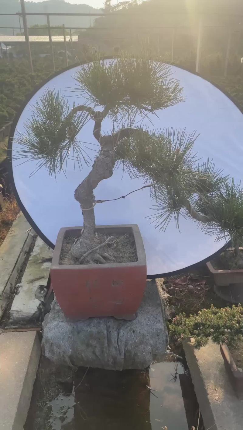 黑松盆景，各种造型和规格