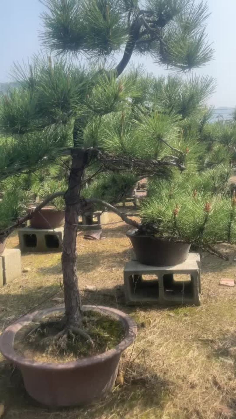 黑松盆景，各种造型和规格