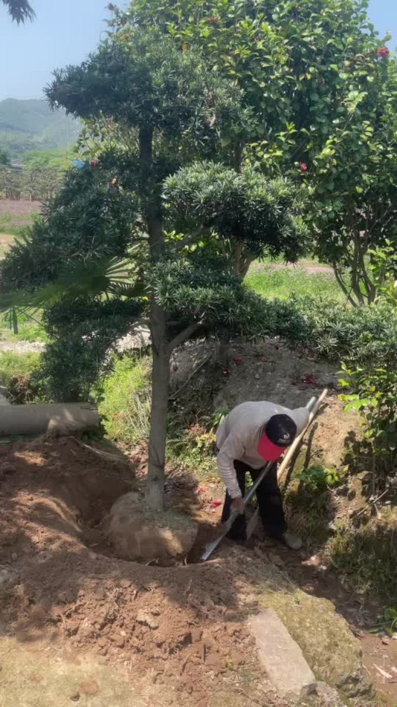 黑松盆景，各种造型和规格