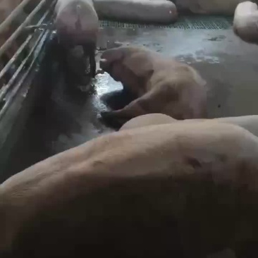 贵港本地一级外三元大猪