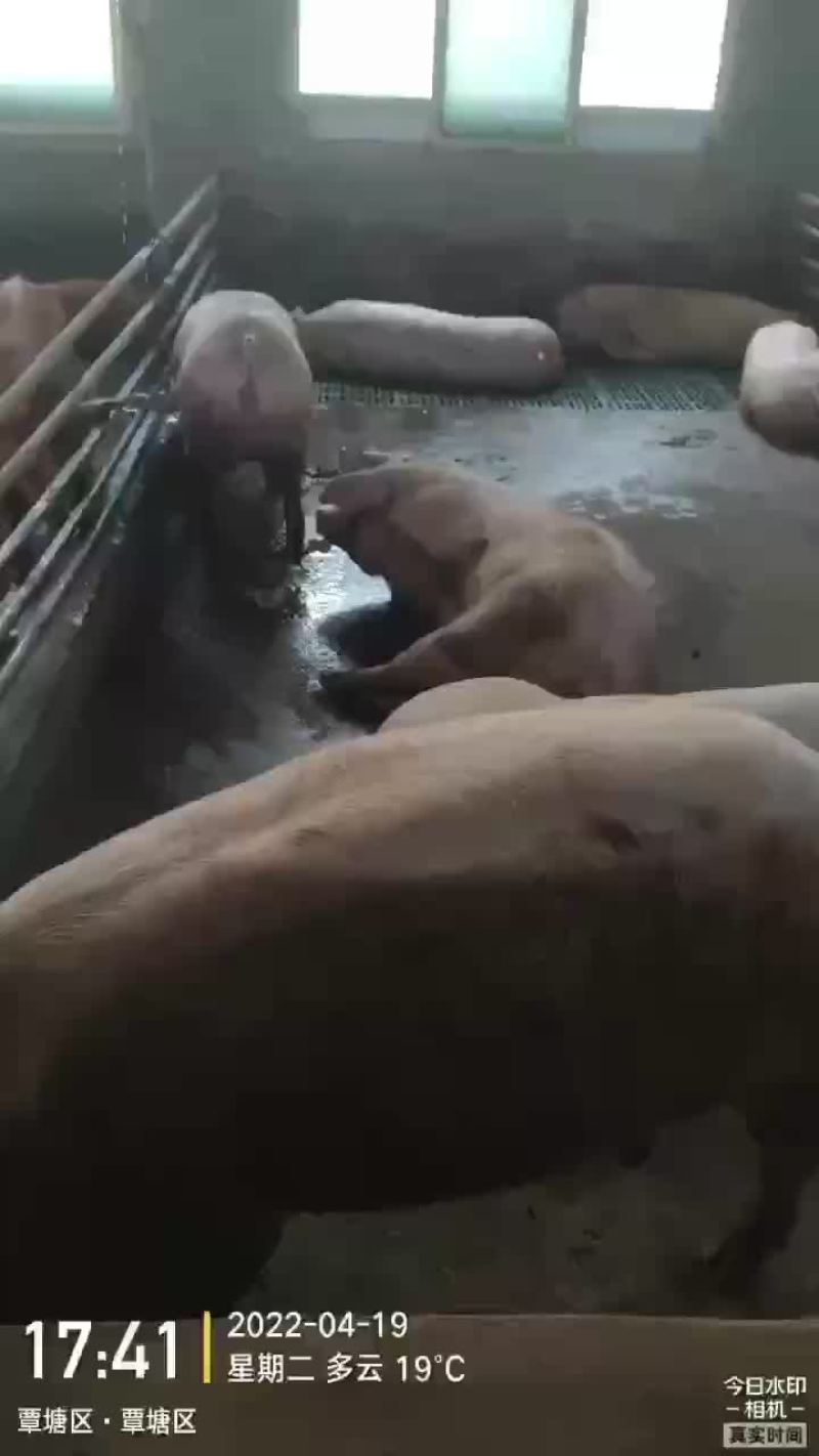 贵港本地一级外三元大猪