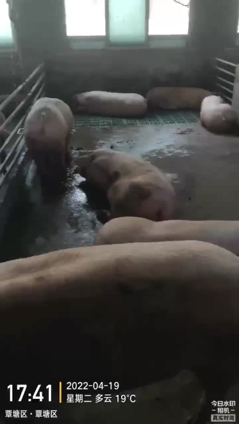 贵港本地一级外三元大猪