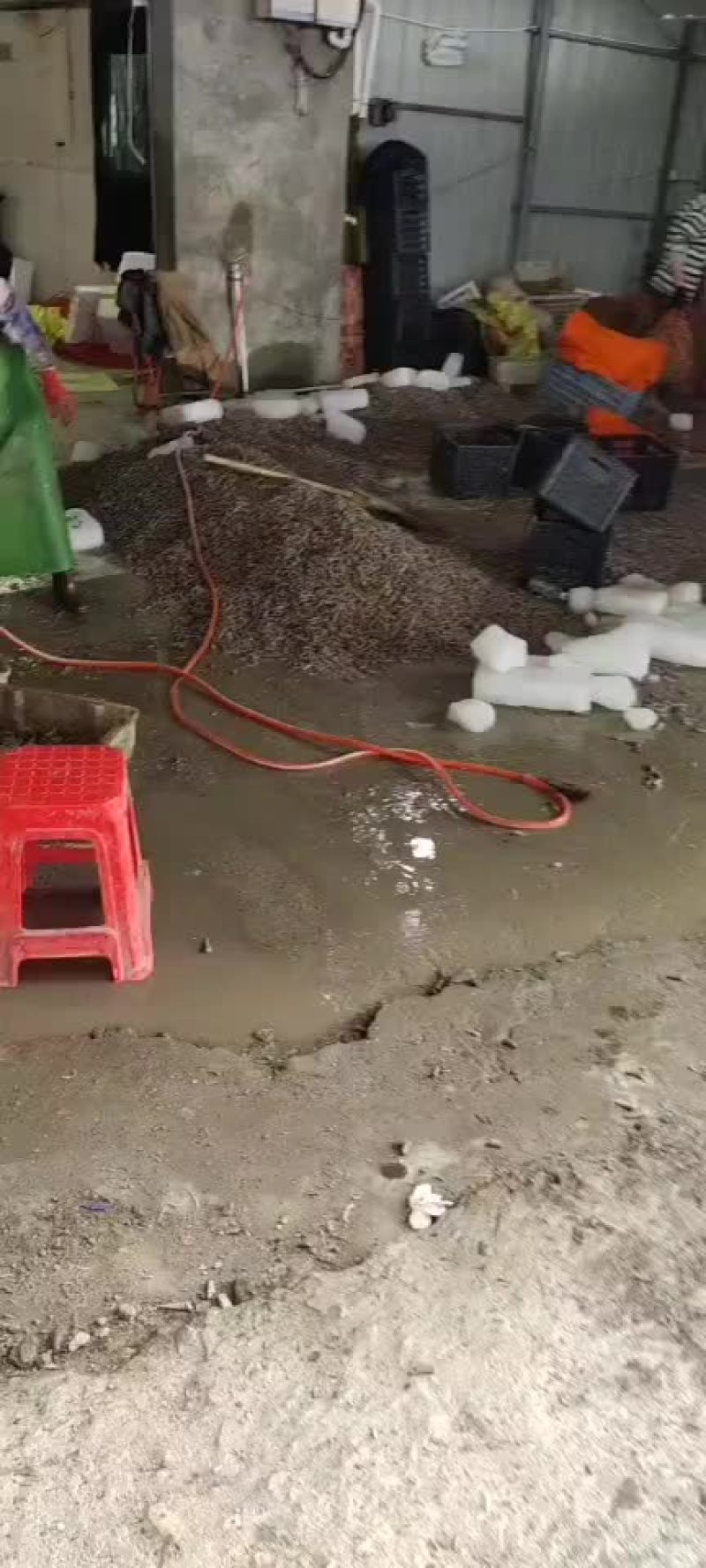 大中小钉螺