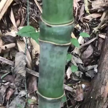 实心竹