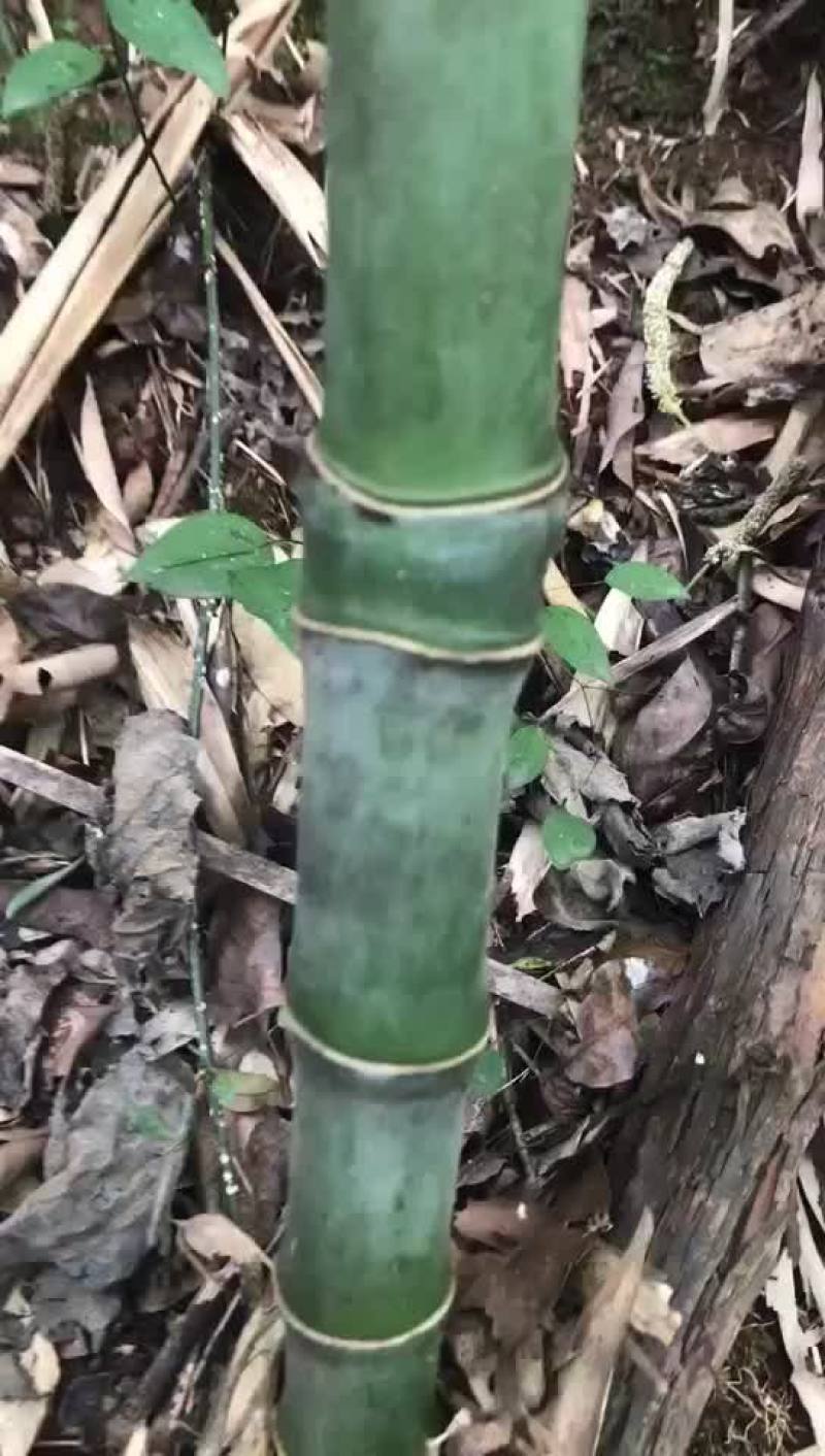 实心竹