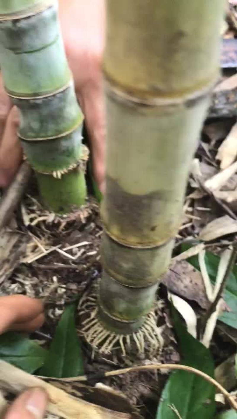 实心竹