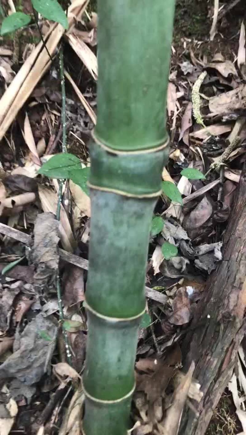 实心竹
