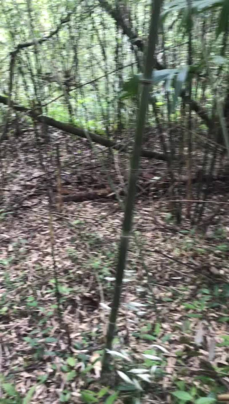 实心竹